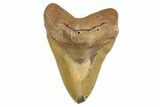 Fossil Megalodon Tooth - North Carolina #299040-1
